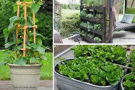 20 Creative Container Gardening Ideas