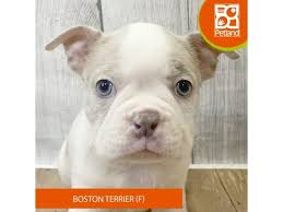 boston terrier puppies breed info