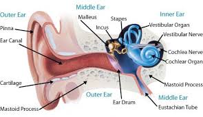 Ear System Anatomy Ear Infection Middle Ear Ear Diagram