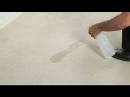 how to remove beer from carpet carpet