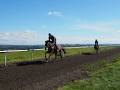 Image result for visual Middleham moor gallops