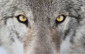 It was later modified based on observations made during a visit to that institution by three persons from this laboratory (edward taub, ph.d., paul blanton, ph.d., karen mcculloch, m.s.p.t.). Wolf Animal Facts Canis Lupus Az Animals