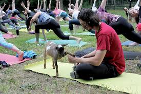 goat yoga for a great cause two river