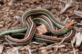 A veterinarian will be able to help you figure out what kind of pet is best for you and your family. San Francisco Garter Snake Subspecies Thamnophis Sirtalis Tetrataenia Inaturalist Ca