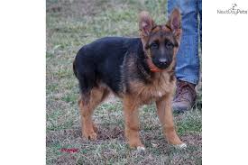 Border collie puppies $0 (grb > green bay ). German Shepherd Golden Retriever Mix Puppies For Sale Wisconsin Pets Lovers