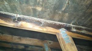 Roof Leak Leads To Mold In The Attic