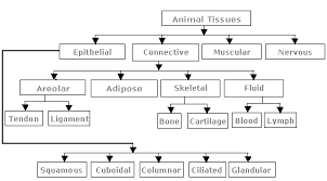 Make Flow Chart On Animal Tissue Argent Science