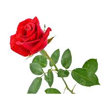 romantic rose clipart transpa