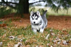 white and black siberian husky puppy on