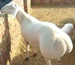 This Fat Tailed Sheep WILL NOT QUIT Struttin That Ass | Barstool Sports
