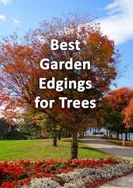Best Edging Materials For Around Trees