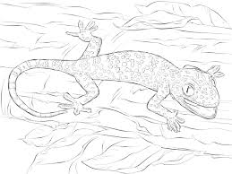 Supercoloring.com is a super fun for all ages: Lizard Coloring Pages 100 Pictures Free Printable