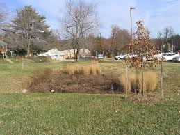 Rain Garden Wikipedia