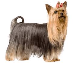 yorkshire terriers wag