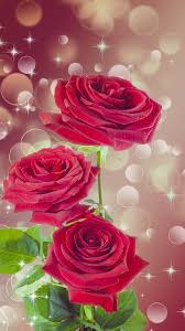 red rose flower wallpaper mobcup