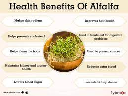 alfalfa benefits and its side effects