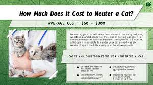 how much does it cost to neuter a cat
