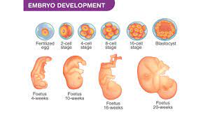 Is embryo made up of single cell?