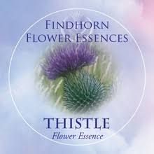 thistle findhorn flower essence 15ml