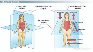 anatomical terminology body planes