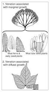 leaf venation and growth patterns