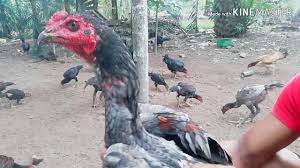 Benua asia sangat dikenal sebagai penghasil ayam aduan dengan kualitas terbaik. Perbedaan Ayam Malaysia Sama Vietnam Youtube