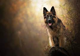 german shepherd dog 1080p 2k 4k 5k