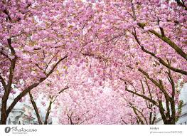 anese cherry blossom sea of