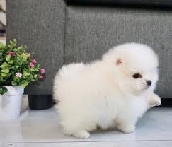 teddy bear pomeranian near me