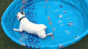Search, discover and share your favorite french bulldog gifs. French Bulldogs Don T Need Water To Swim Video On Make A Gif