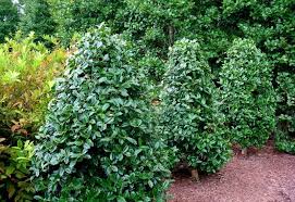 15 Tall And Narrow Screening Shrubs For