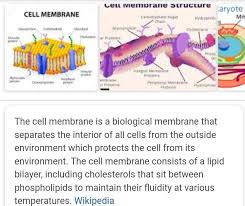 what is cell membrane brainly in