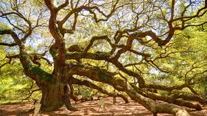 mive angel oak has witnessed 500