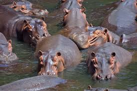 Resultado de imagem para hippopotamus amphibius