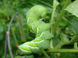 tomato hornworms how to get rid of