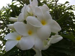 Foto di fiori bianchi profumati gelsomino arbusto fiorisce con. Fiori Profumatissimi Picture Of Maitai Lapita Village Huahine Huahine Tripadvisor