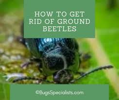 how to get rid of ground beetles pest