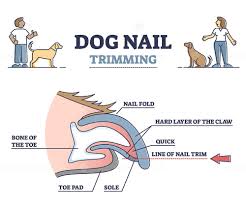dog nail t with anatomical claw