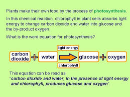 Plants And Photosynthesis How Do Plants