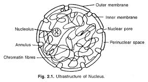 Cell Organelles Types With Diagram