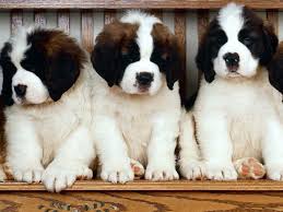 Special Tips Caring For Saint Bernard Puppies