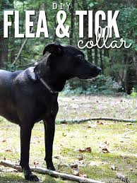 diy flea and tick collar for dogs
