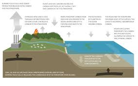 what is a carbon sink? niwa