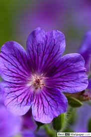 .лилавото е уникален цвят, пропит е сякаш със любовен аромат. Lilavi Cvetya Izteglyane Na Hd Tapet