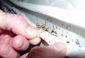 How To Tell If You Have Bed Bugs The
