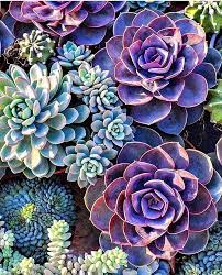 Top 20 Most Beautiful Purple Succulents