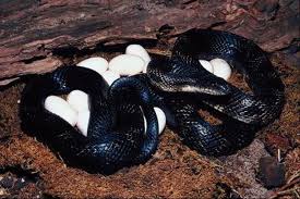 do snakes need mates to lay an egg