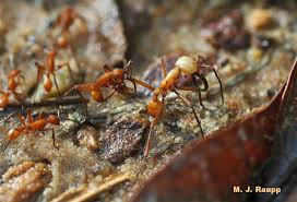 army ants eciton spp
