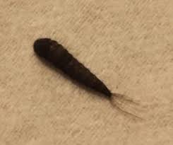 carpet beetle larva causes skin