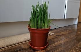 Most garden centres, hardware stores (such as bunnings for australian readers), and pet stores sell containers of cat grass. The Top 18 Solutions To Stop Your Cat Grass From Dying Archie Cat